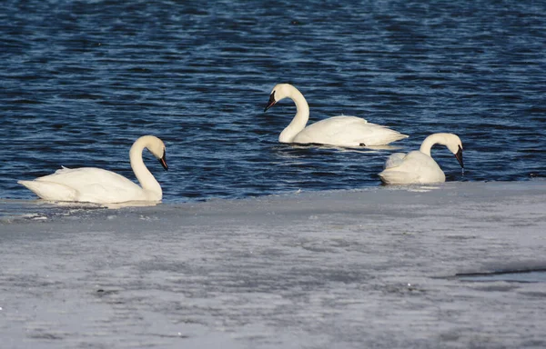 Vista Inverno Final Brilhante Três Cisnes Trompetista Adultos Descansando Lago — Fotografia de Stock