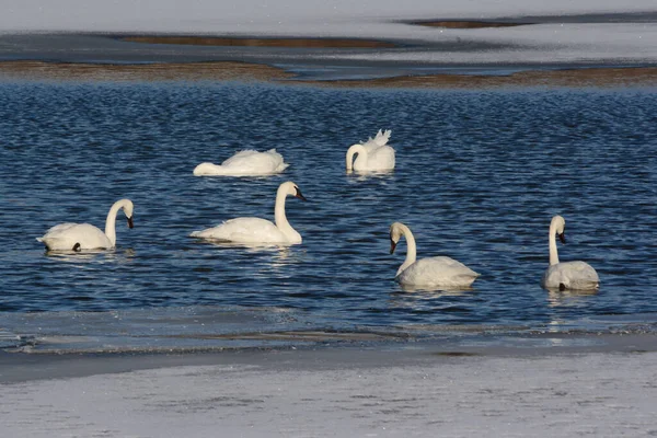 Scenic Late Winter Vista Group Adult Trumpeter Swans Resting Feeding — 图库照片