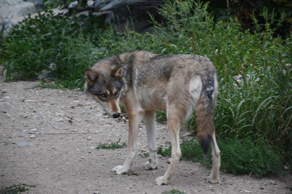 Sommar Tillfångatagande Nyfiken Timmervarg Står Stilla Stig International Wolf Center — Stockfoto