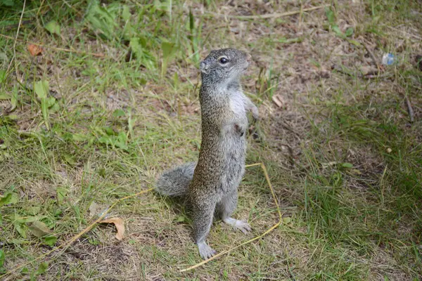 Summer Capture Alert Franklin Ground Squirrel Standing Grassy Habitat — Stock Photo, Image