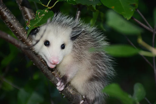 Uttrycksfull Säsongsbetonad Närbild Ung Opossum Klamrar Sig Fast Vid Körsbärsträd — Stockfoto