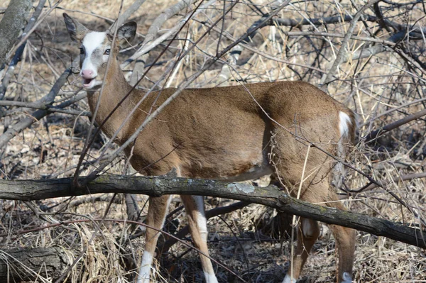 Jasna Wiosna Uchwycenie Ciekawego Piebald Jelenia Białogłowy Buck Stojąc Lesie — Zdjęcie stockowe