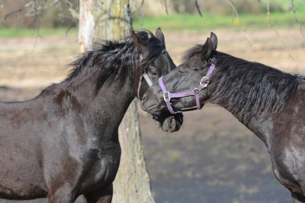 Primavera Brilhante Closeup Dois Cavalos Negros Estáveis Nuzzling Suas Cabeças — Fotografia de Stock