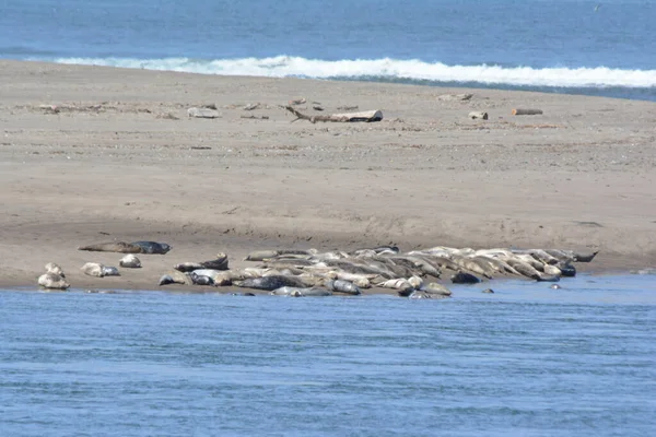 Bright Spring Vista Several Harbor Seals Hauled Out Sand Spit — Stock Photo, Image