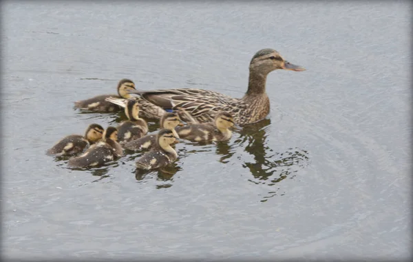 迎春捕捉一只母鸡 它带着七只小鸭游来游去 — 图库照片