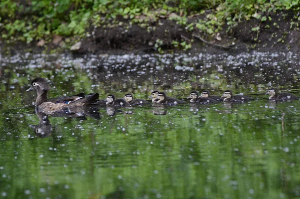 Frühlingsfang Einer Ente Die Auf Einem Ruhigen Teich Mit Einer — Stockfoto
