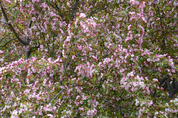 ミネソタ州ローズビルのセントラルパーク庭園で効果的な春のクラブリンゴの花 — ストック写真
