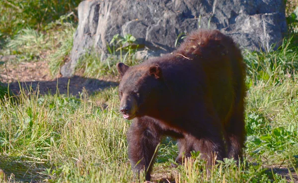 Letni Widok Fazy Kolor Cynamonu Północnoamerykański Czarny Niedźwiedź Chodzenie Przez — Zdjęcie stockowe