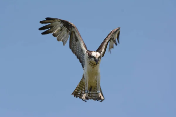 Striking Seasonal Closeup Banded North American Osprey Hovering Mid Air — Stock Photo, Image