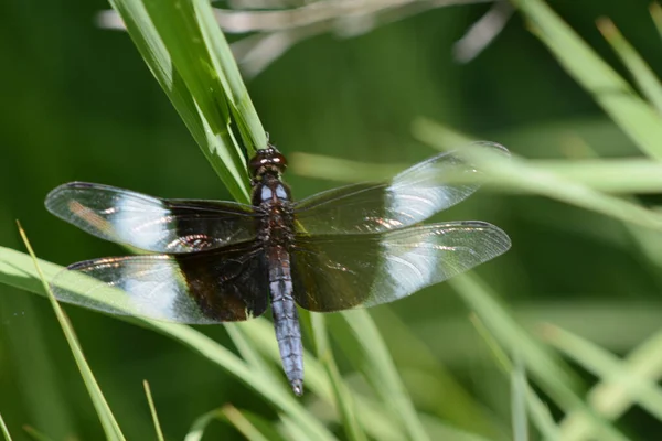 Summer Closeup Male Widow Skimmer Dragonfly Alighted Long Plant Stem — Stock Photo, Image