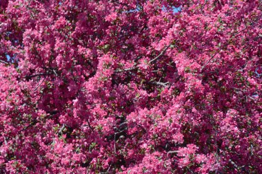 Canlı renkte çiçek açan yaban elması, bahar bahçesinde çiçek açıyor..