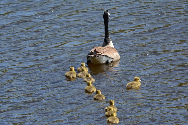 Captura Primavera Ganso Adulto Canadá Con Una Cría Diez Goslings — Foto de Stock