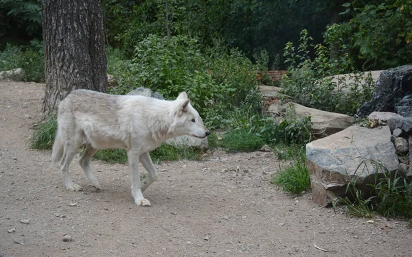 Capture Estivale Loup Arctique Marchant Long Sentier Parsemé Rochers Centre — Photo