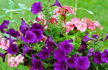 Yaz Floral Bahçe çeşitleri