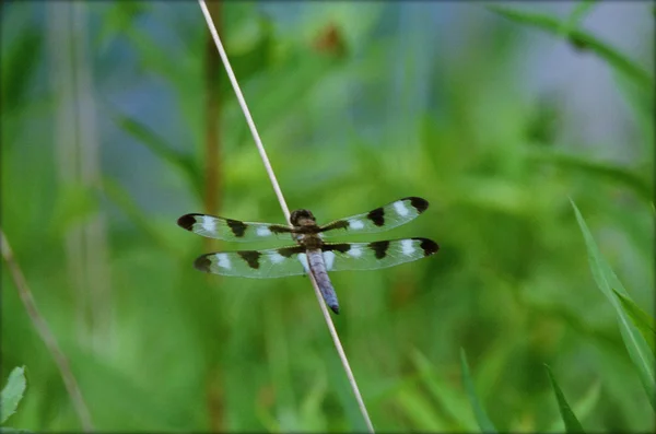 Libellule bleue éclairée sur une tige d'herbe — Photo