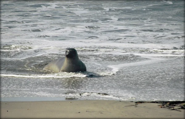 Surf Swimming Young Northern Elephant Seal — Stock Photo, Image