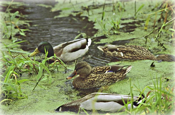 Mallardy v Ducktrávě — Stock fotografie