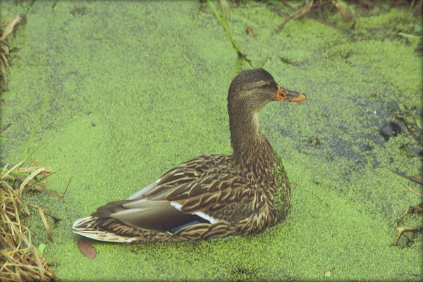 雑草の池で泳いでいる孤独なめんどりマガモ — ストック写真