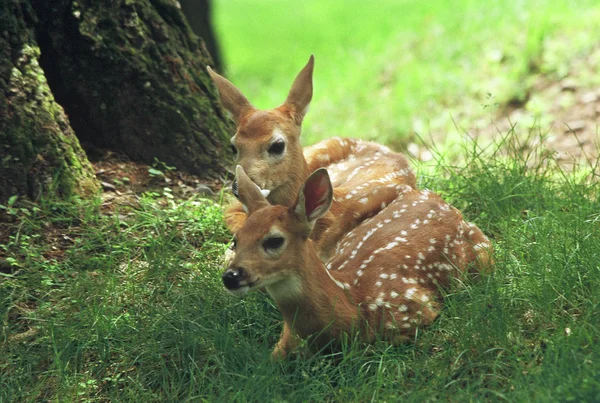 Twin Whitetail Deer Fawns pihenő egy erdős — Stock Fotó