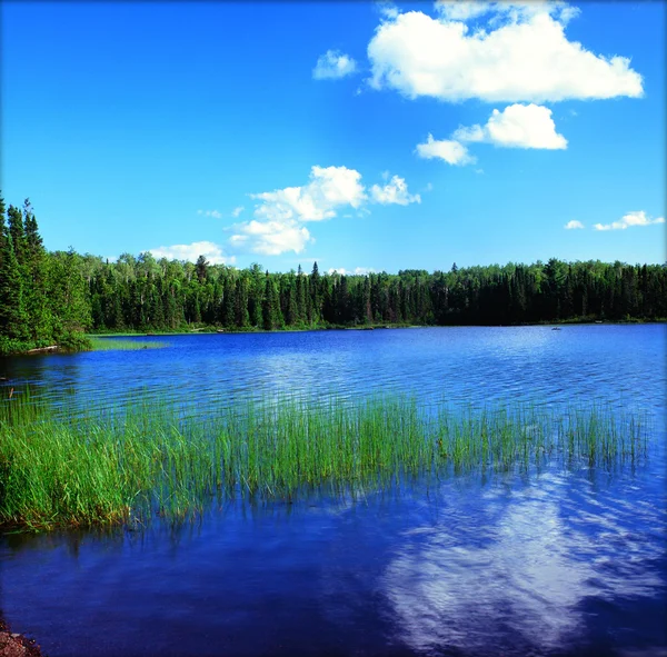 ホーマー湖の風景 - ミネソタ州境界水カヌー区域の荒野 ロイヤリティフリーのストック写真