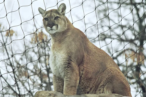 A Mountain Lion Cameo — Stock Photo, Image