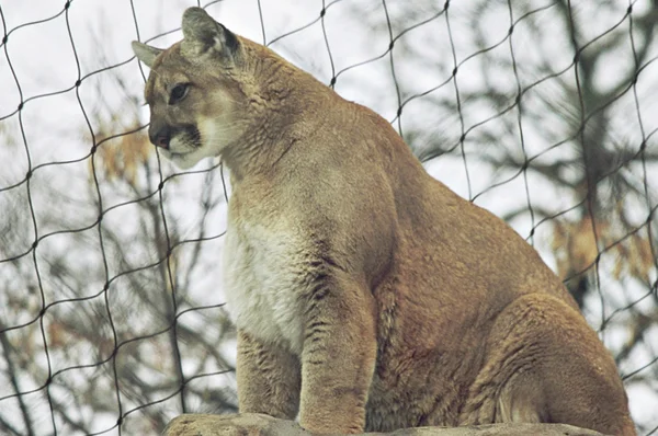 Puma i profil — Stockfoto