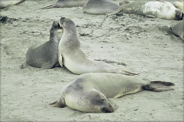 Elephant Seals grając na piaszczystej plaży — Zdjęcie stockowe