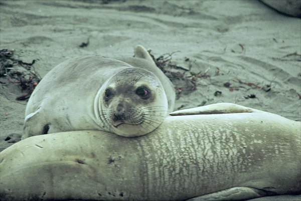 Pensive Elephant Seal Pup — Stock Photo, Image