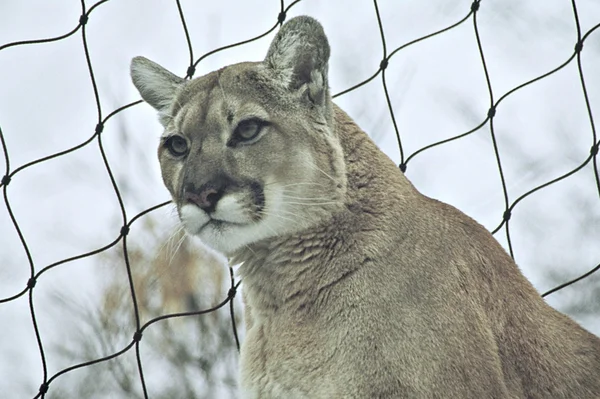 Portrait d'hiver d'un lion de montagne — Photo