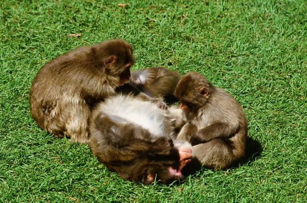 Toilettage japonais neige singes — Photo