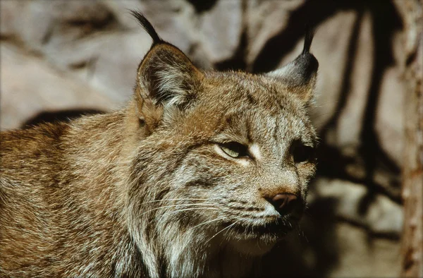 Étude canadienne Lynx — Photo