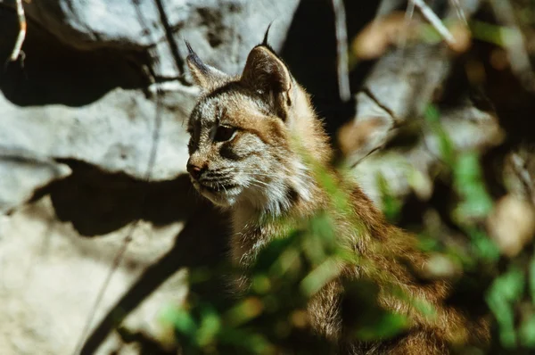 Lynx kotě rozptýlení — Stock fotografie