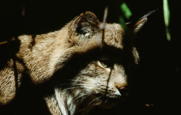 Un ocultamiento de lince sombrío — Foto de Stock