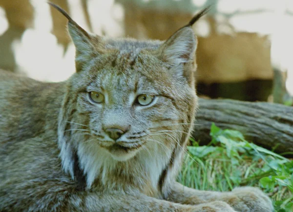 Mobiliser le Lynx canadien — Photo