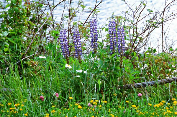 Bord du lac Lupin en fleurs Fleurs sauvages — Photo