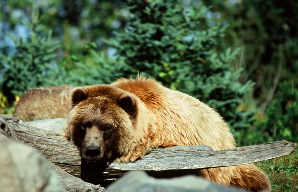 アラスカのヒグマのカメオ — ストック写真