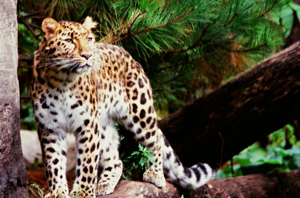 Um inquérito do leopardo de Amur — Fotografia de Stock