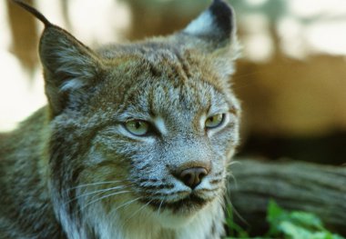 Kanada Lynx portre çekici