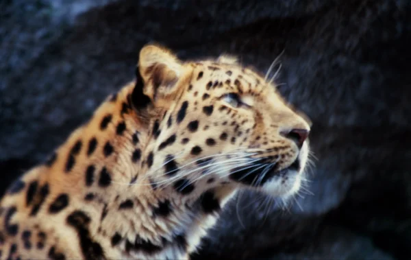 Leopardo realçado de Amur no jardim zoológico de Minnesota — Fotografia de Stock