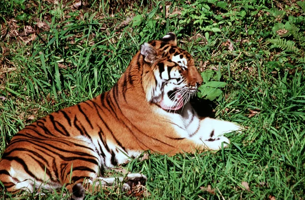 Літній розслабляючий сибірський тигр — стокове фото