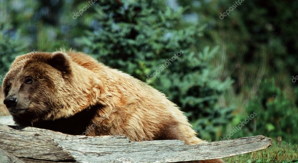 Brown bear casino minnesota buffet