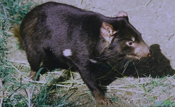 Diabeł tasmański Kamea - Bio Park Zoo, Nowy Meksyk — Zdjęcie stockowe