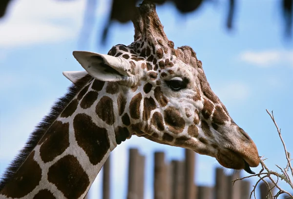 Giraffa Navigando su ramoscelli - Bio Park Zoo, Albuquerque — Foto Stock