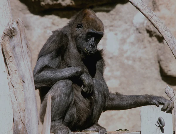 Unga afrikanska låglandsgorilla - Bio Park Zoo, New Mexico — Stockfoto