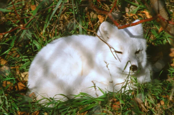 Dozing Arctic Fox-en sommar cameo — Stockfoto