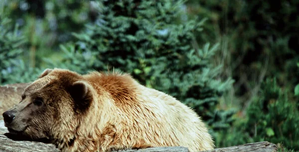 Jarní Proprofilovaná Aljašská medvědí-Minnesota zoologická zahrada — Stock fotografie