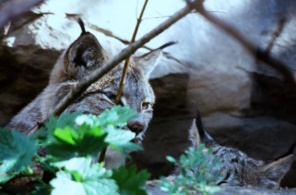 Retrato de verão de mãe Lynx atenta com seu gatinho - o zoológico de Minnesota — Fotografia de Stock