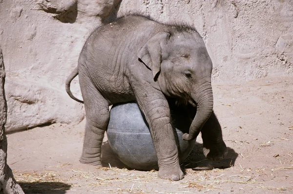 Elefantenkalb bewacht seinen Spielzeugball - Biopark Zoo, New Mexico — Stockfoto