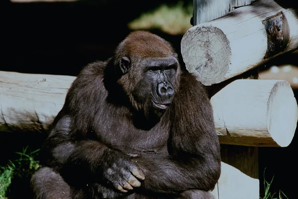 Vuxen Gorilla fixering - Bio parken Zoo, New Mexico — Stockfoto