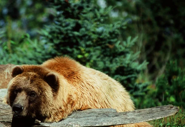 Aljašský medvěd, Minnesota zoologická zahrada — Stock fotografie